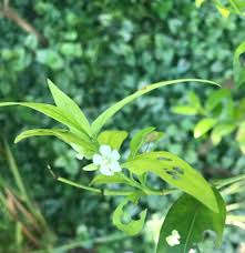 Image result for Kraussia floribunda