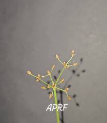 Image result for Fimbristylis quinquangularis