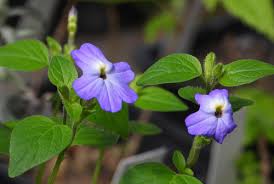 Image result for Browallia americana