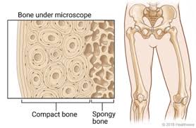 This is a short tutorial using blender 2.8 that shows how to create a bone cross section and using images to create the textures. Bone Biopsy Open