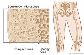 Jump to navigation jump to search. Bone Biopsy Open