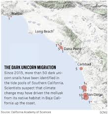 A Hunt For The Invasive Dark Unicorn Snail Shows Uci