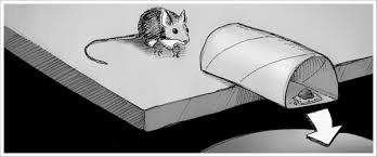 how to catch a mouse without a mousetrap