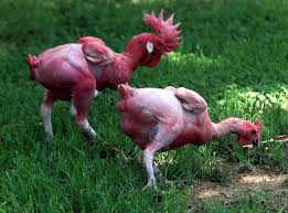 Namun, sebelum anda memutuskan untuk menetaskan telur ayam petelur, ada. Transgenik Memungkinkan Penciptaan Murai Nias Berekor Panjang Melengkung Ala Mb Thailand Om Kicau