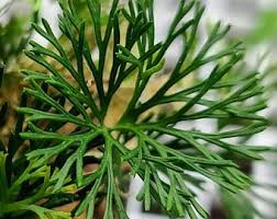 Image result for Elaphoglossum kivuense