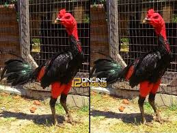 Sejarah Ayam Aduan Vietnam Sejarah Ayam Vietnam