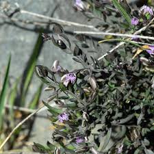 Image result for Polygala rivularis