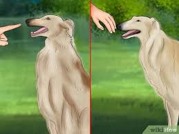 Borzoi, the russian wolfhound, is the most aristocratic russian dog breed. How To Care For A Borzoi With Pictures Wikihow