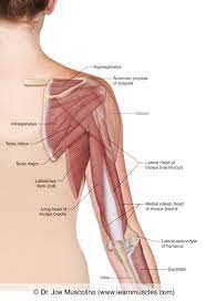 Identify each of the lettered muscles in this diagram of the human posterior superficial musculature by matching its letter to one of the following muscle names: Muscles Of The Posterior Arm Deep View Learn Muscles