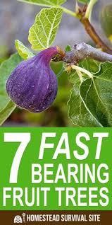 Figs mostly enjoy living in warmer grow zones, but there are hardy fig tree varieties that can grow as far north as zone 6. 110 Fig Trees Ideas Fig Tree Fig Fruit Trees