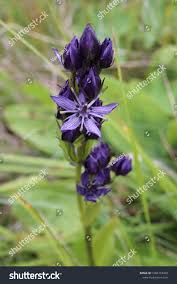 Image result for Swertia usambarensis