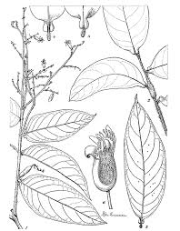 Image result for Magnistipula