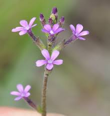 Image result for Buchnera