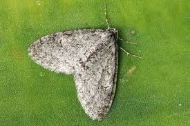 Image result for Trichopteryx