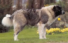Hunderasse Kaukasischer Schaferhund