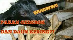 Check spelling or type a new query. Ternak Modern I Kambing Pakan Gedebog I Kambing Makan Daun Kering I Kambing Organik Pola Hcs Youtube