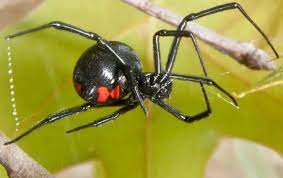 While the reign of insects and spiders seems to be more common in the spring and summer months, you our okc pest control team would love to help you eradicate any signs of black widow spiders before they actually do become a bigger problem for you! Blog A Step By Step Guide To Effective Spider Control For Peachtree City Property Owners