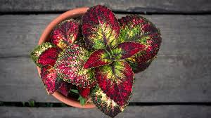Image result for Coleus