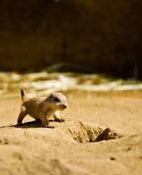 Photo Of The Dog Baby Prairie Dog Orthogonal Thought Prairie Dog Prarie Dog Baby Dogs