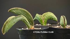 Image result for Sansevieria sinus-simiorum