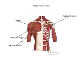 Muscles Advanced Anatomy 2nd Ed Muscles that act on the chest.