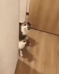 Kitten Inherited Her Mama S Curiosity Video Cute Baby Animals Cats Cute Funny Animals