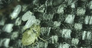 Image result for bed bugs eggs