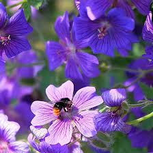 We did not find results for: 25 Most Beautiful Blue Flowers