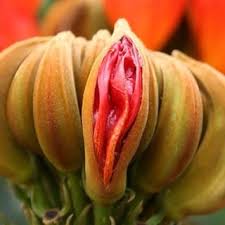 মেয়েদের গোপন অঙ্গ কত প্রকারের হয় ...