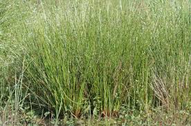 Image result for Juncaceae