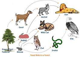 A Food Web Is Just Another Layer Of The Entire Process And A System Of Interlocking And Interdependent Food Chains Biology Projects Food Web Learning Science