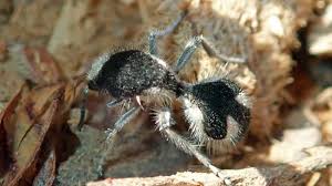 Image result for panda ant