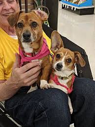 Maybe you would like to learn more about one of these? Adopt A Pet Petsmart Charities