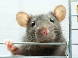 Ja, es hat scho was für sich, wenn sie klein und niedlich sind, aber wenn sie so'n richtiger brocken ratte sind, dann hat man einfach mehr zum dalgen und knuddeln. Ratten Zahmen So Werden Die Schlauen Nager Zutraulich