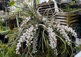 Image result for Microcoelia exilis