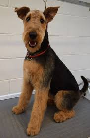 Jess Airedale Terrier Puppy Puppy Training Airedale Terrier Puppies Potty Training Puppy