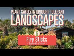 Have you ever thought that traditional fire pit food needed a makeover? Garden Mastery Some Beautiful Plants Should Be Handled With Care The San Diego Union Tribune