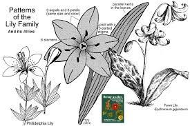 If left untreated, a cat poisoned by lilies will be dead within three to six days. Liliaceae Lily Family Identify Plants And Flowers