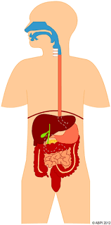 Diet And Digestion Human Digestive System Digestive System Food For Digestion