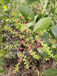 Image result for Salvadora persica