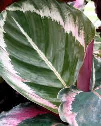 24 341 tykkäystä · 85 puhuu tästä. Resorting To Tropicals For Houseplants Diy