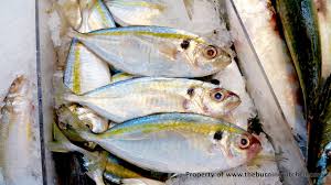 The meshes of the drift net are of such a size that both the. Every Foodie S Must Have Guide To 10 Common Local Fish The Burning Kitchen