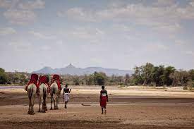 All ready for a last walkabout through wingham. Samburu Camel Trekking Best Kenya Safari Experiences Art Of Safari