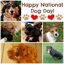 His dog, grizzly, recently donned. Why Dogs Make Our Lives Better National Dog Day Pawsitively Pets