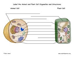 Plant cell vs animal cell diagram labeled. Plant And Animal Cell Labeling Color