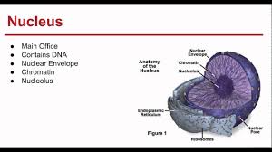 We did not find results for: Mastering Biology Chapter 7 Pretest Answers Notes Quizzma