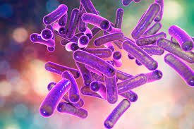 What do bacteria and animal cells have in common. Prokaryotic Cells Structure Function And Definition