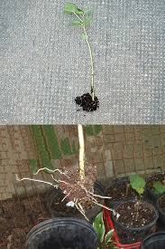 Certainly, efforts to root a hibiscus tip cuttings in a glass of water—a technique i don't recommend anyway (read starting cuttings in water: Rooting Hibiscus Moscheutos Stem Cuttings Thriftyfun