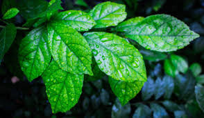 Image result for Streblus