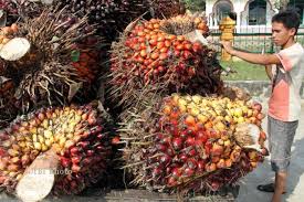 Suasana di subuh hari pekerja di perkebunan kelapasawit sabah malaysia Industri Kelapa Sawit Dituntut Tingkatkan Nilai Tambah Produk